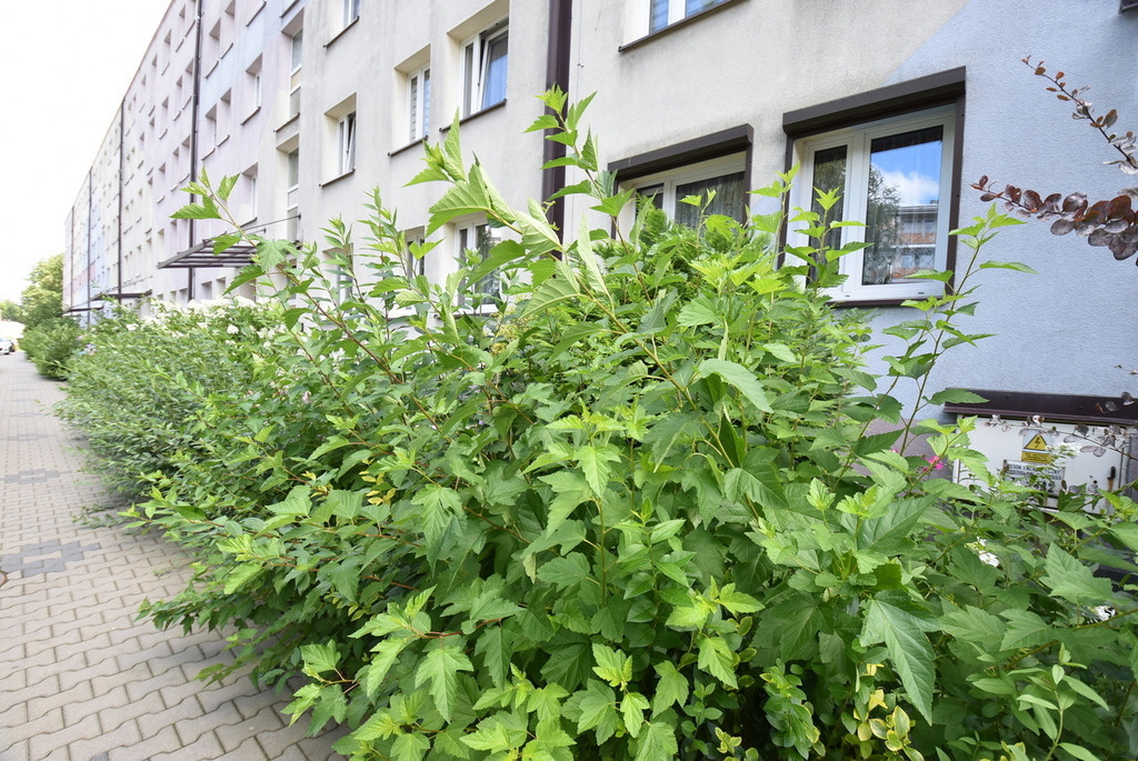 Mieszkanie Sprzedaż Jastrzębie-Zdrój Pomorska